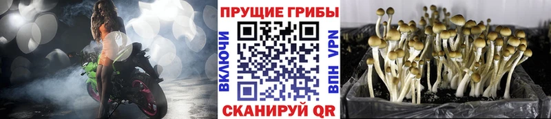 как найти   Озёры  Галлюциногенные грибы Psilocybe 